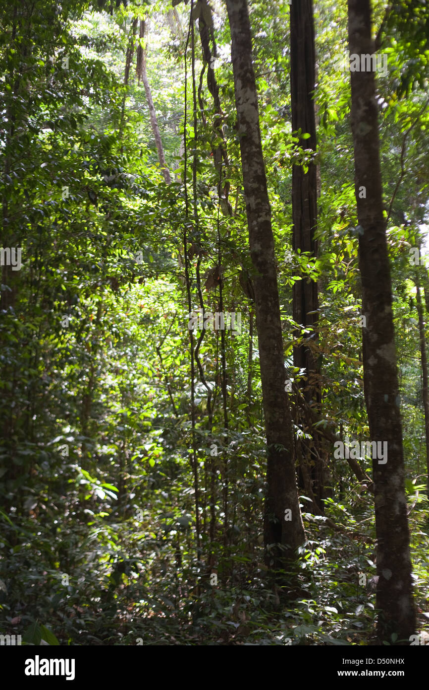 Iwokrama foresta pluviale. Atta. La Guyana. Assemblaggio di vegetazione. Sud America. Foto Stock