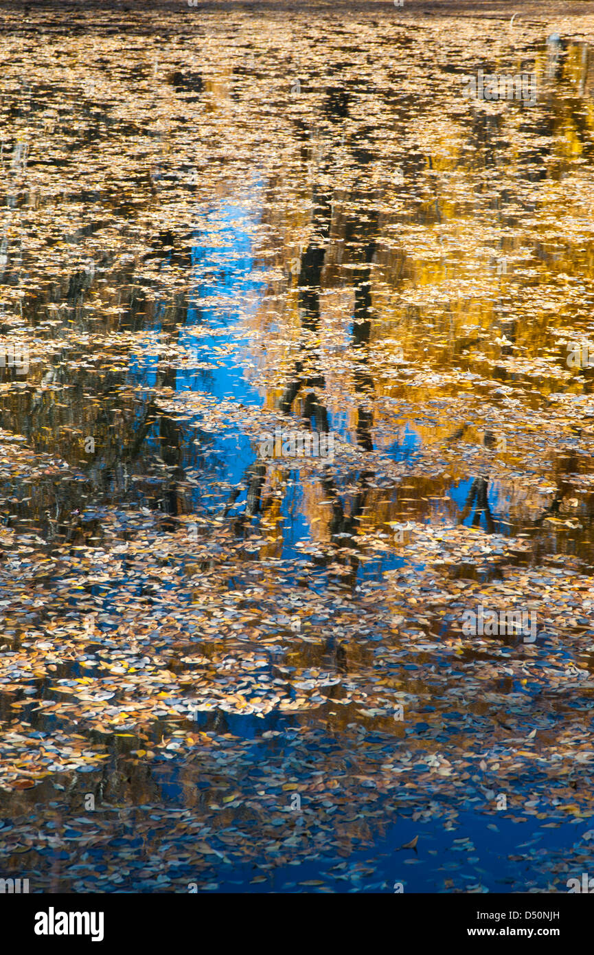 Un telecomando stagno, circondato da alberi di pioppi neri americani, molti dei quali hanno donato il loro foglie di autunno per l'acqua, riflette la caduta. Foto Stock