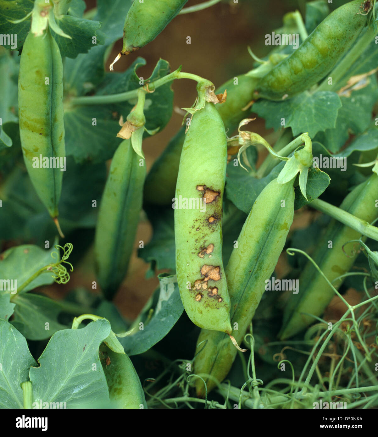 La formazione di macchie causate da macchia di foglia, Ascochyta pisi , su baccelli di piselli e foglie Foto Stock