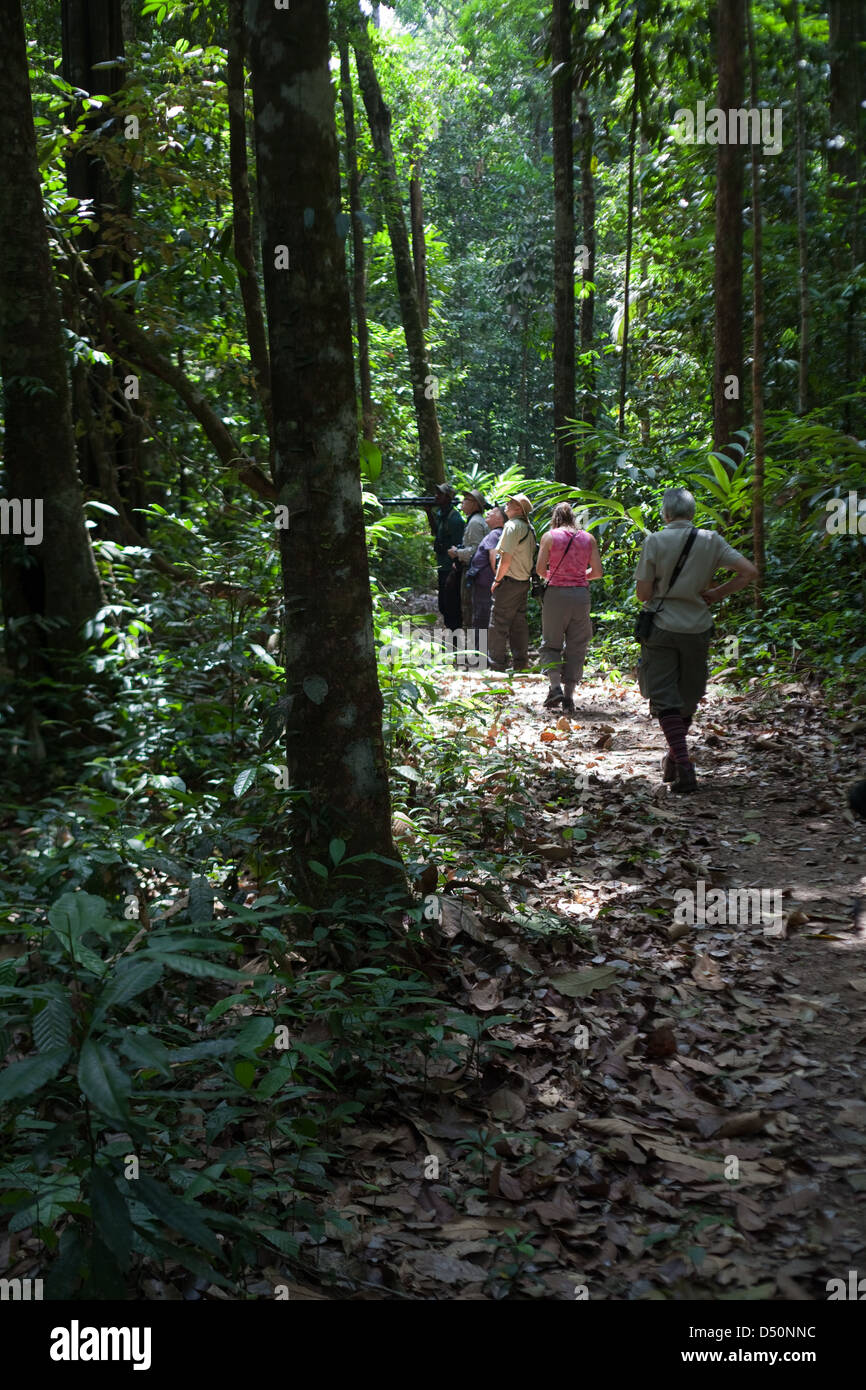 Eco-turisti a piedi nella Iwokrama Centro internazionale per la conservazione della foresta pluviale, atta Rainforest Lodge. La Guyana. Foto Stock
