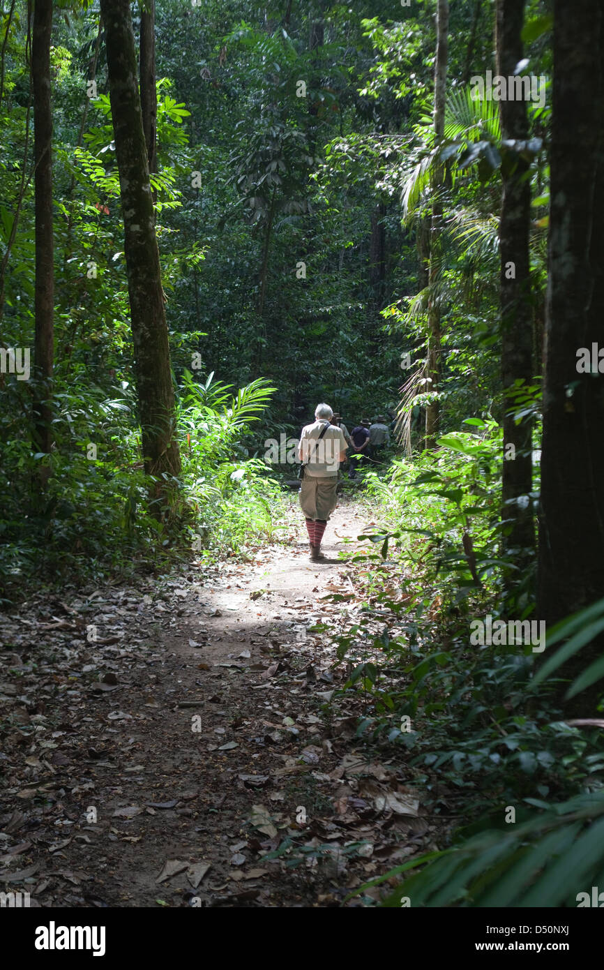 Eco-turistico a piedi nella Iwokrama Centro internazionale per la conservazione della foresta pluviale, atta Rainforest Lodge. La Guyana. Foto Stock