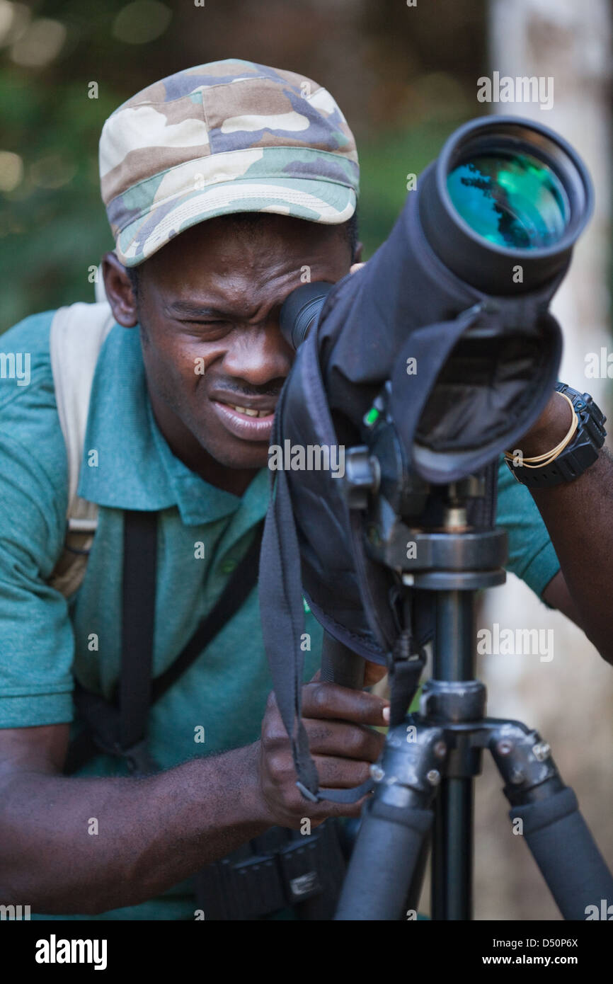 Bird Watcher, ECOTURISTA GUIDA, utilizzando un telescopio su un treppiede. La Guyana. Foto Stock
