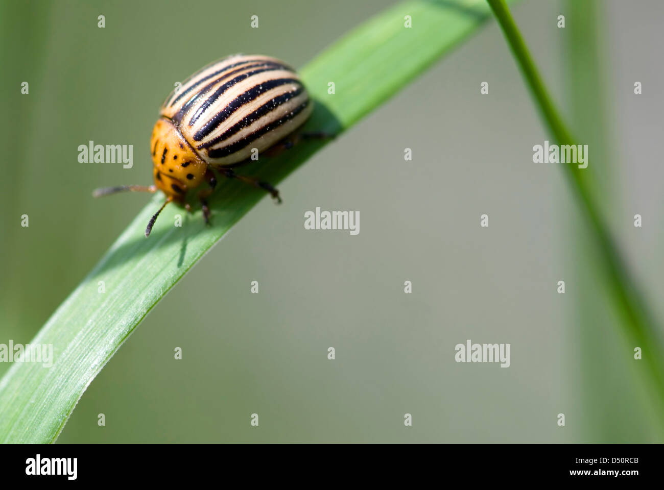 Colorado Beetle sul gambo di pianta, close up Foto Stock