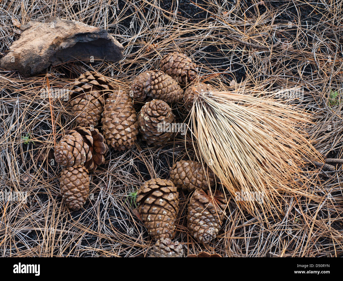 Pigne e aghi a secco da Canarie alberi di pino che copre la sabbia di lava nel Parco Nazionale del Teide Tenerife Isole Canarie Foto Stock