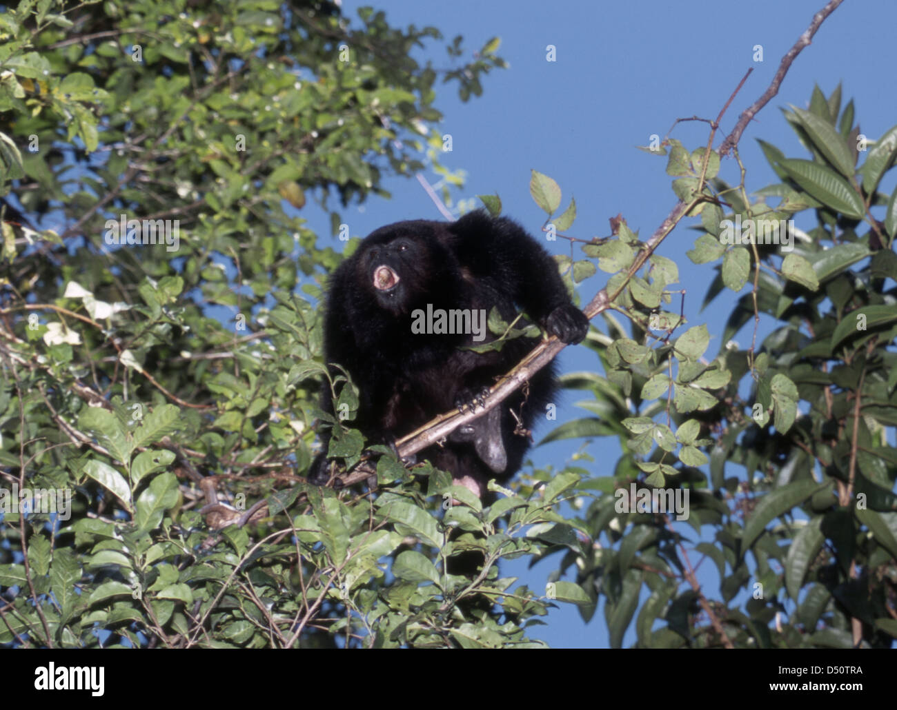 Nero scimmia urlatrice ululati in Tikal parco archeologico Foto Stock