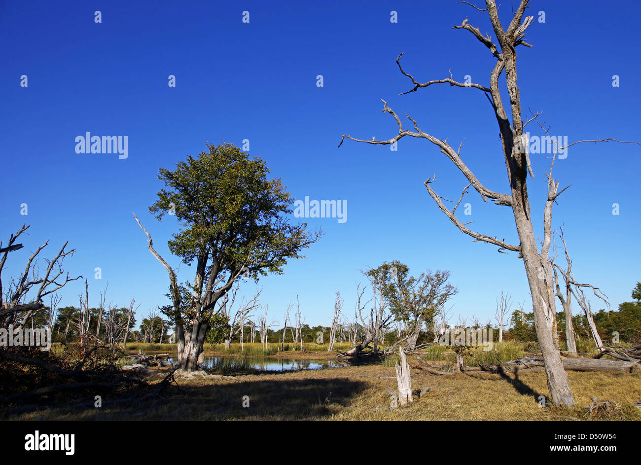 Paesaggio in Moremi Game Reserve, Botsuana Foto Stock