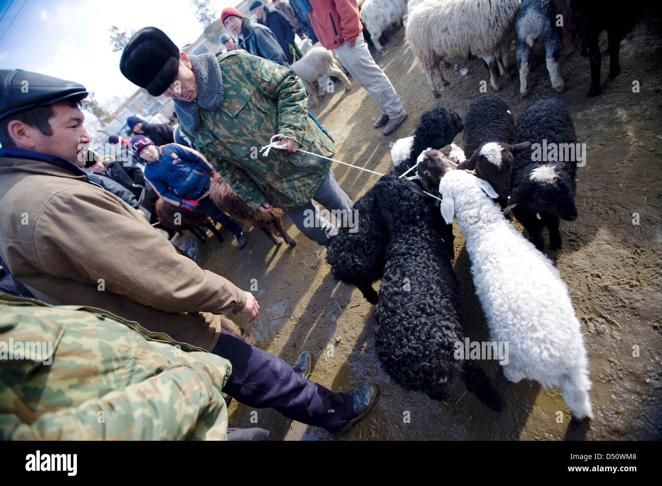 Due persone che cercano di concordare il prezzo per una pecora, un uomo è osservando le pecore mentre pensando Foto Stock