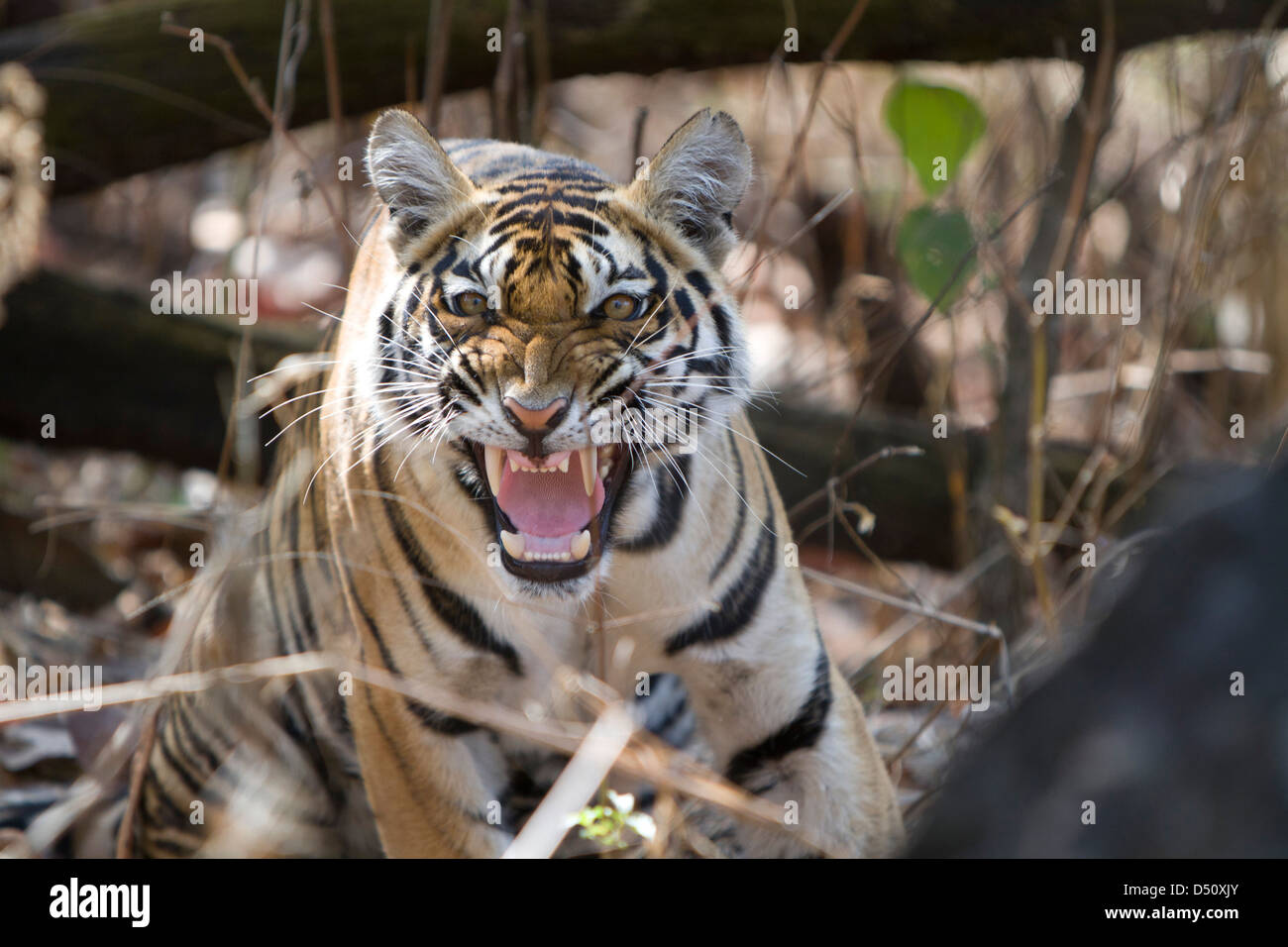 Tigre del Bengala, Parco Nazionale di Kanha nel Madhya Pradesh, India. Foto Stock