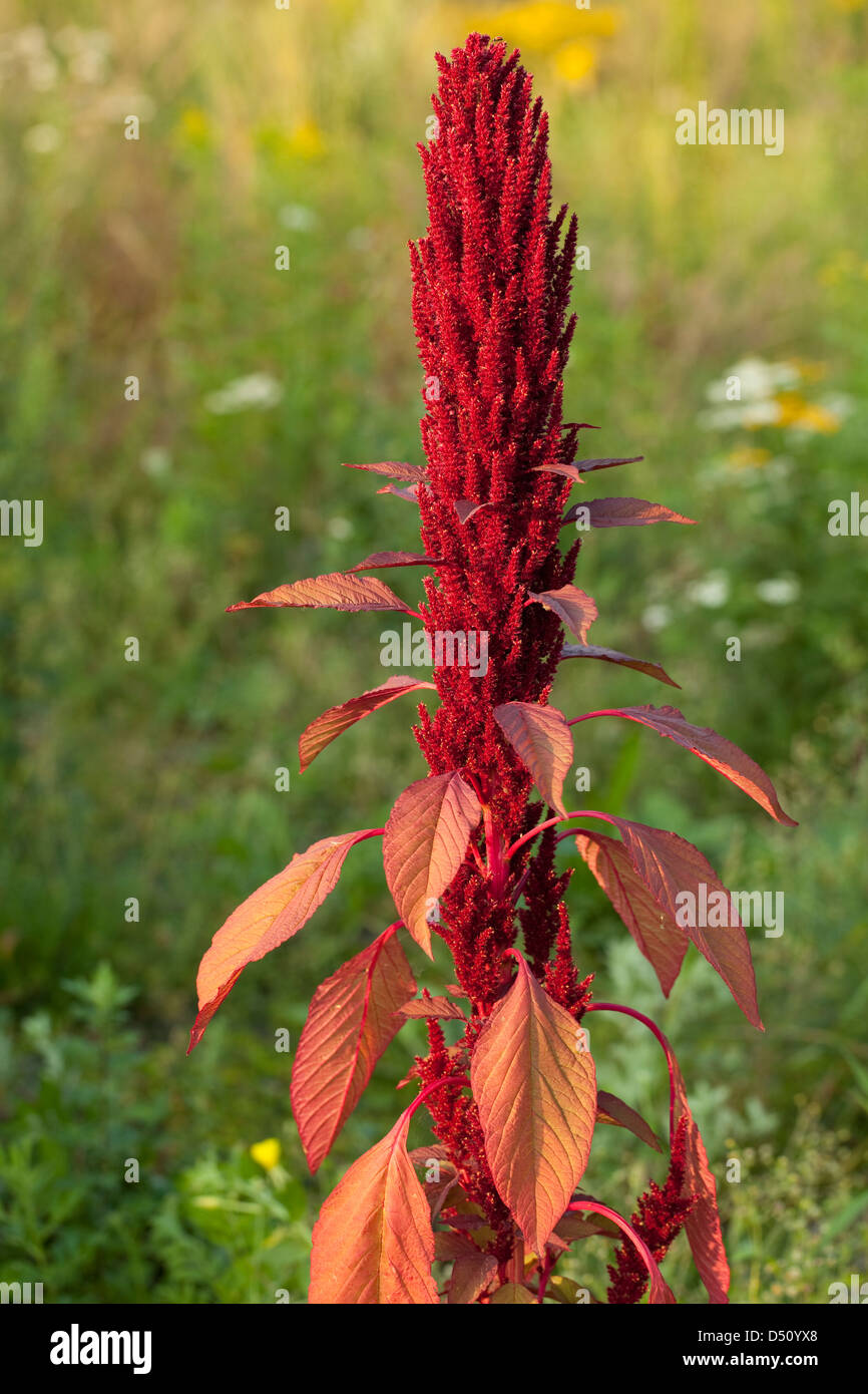 Unico fiore rosso (Amaranthus) sul prato Foto Stock