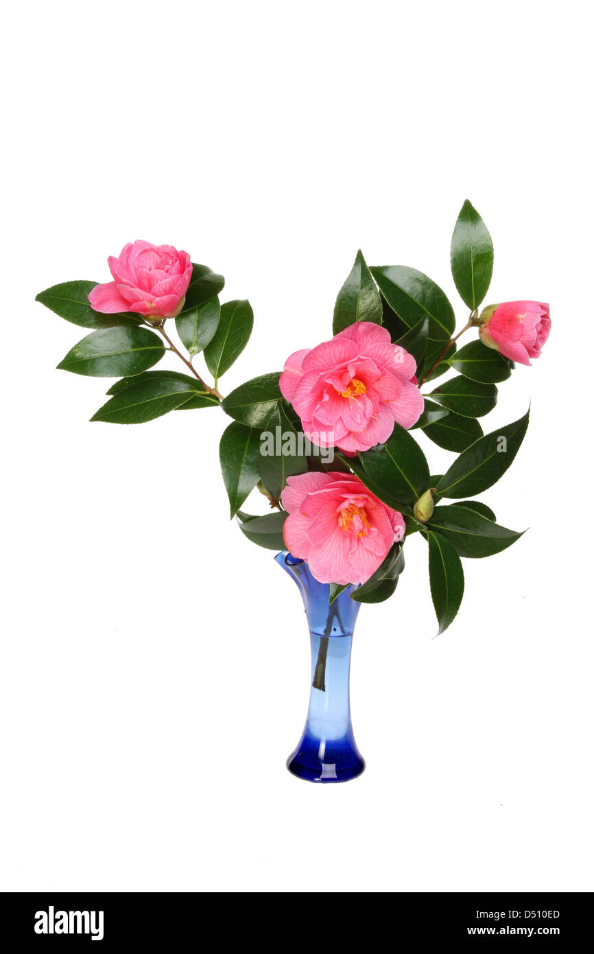 Disposizione di camellia fiori e fogliame in blu di un vaso di vetro isolato contro bianco Foto Stock