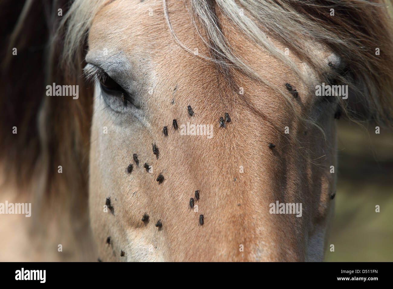 Nuovo Kätwin, Germania, battere la testa di un fiordo cavallo Foto Stock