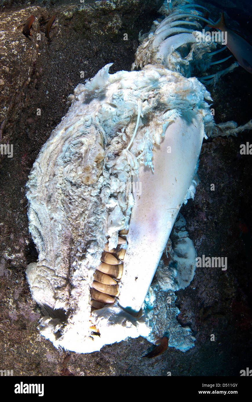 Falso Killer Whale carcassa, San Benedicto isola, Revillagigedo arcipelago, oceano pacifico Messico Foto Stock
