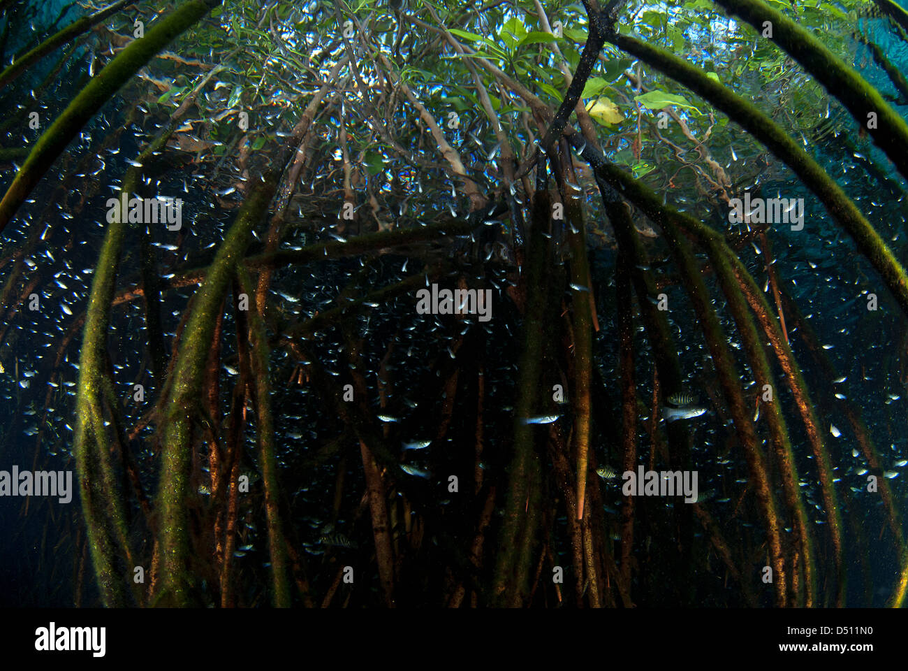 Le radici di mangrovia, piena di vita in casa cenote vicino a tulum riviera maya messico Foto Stock