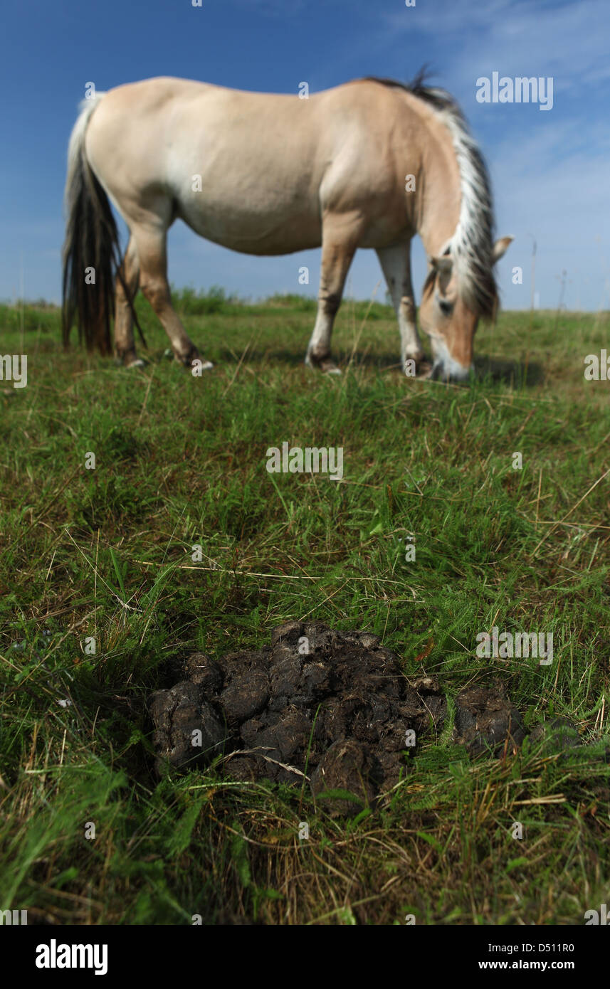 Nuovo Kätwin, Germania, Pferdeaepfel su un pascolo dietro un fiordo pascolo cavalli Foto Stock