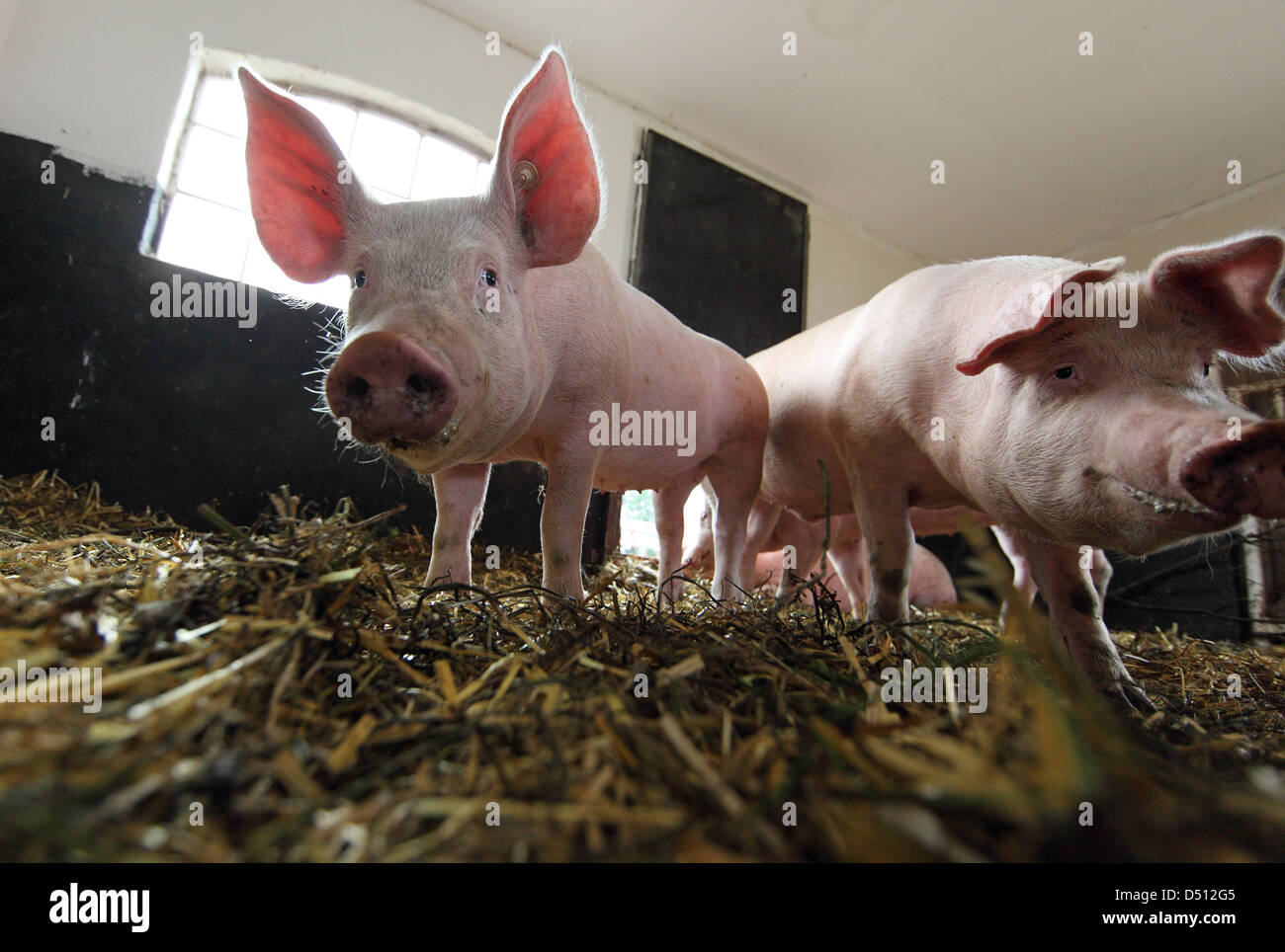 Villaggio splendente, Germania, Biofleischproduktion, scrofa e suinetti in una penna Foto Stock