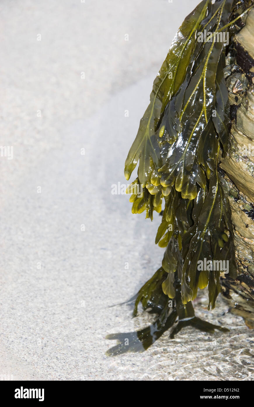 Le alghe sulla spiaggia di Santa Comba in costa della Galizia , Oceano Atlantico, Spagna Foto Stock