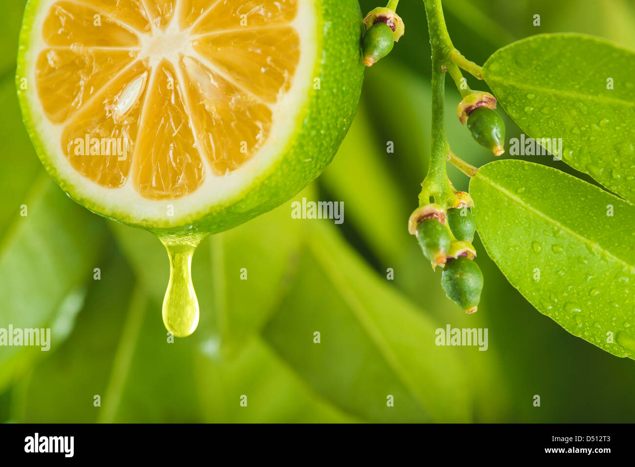 Diversi piccoli limoni accanto a una grande limone tagliato con una goccia di succo. Foto Stock