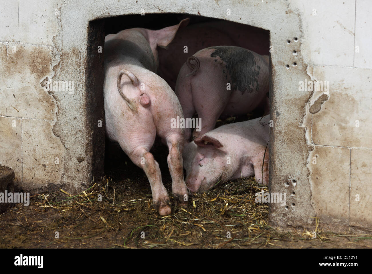 Villaggio splendente, Germania, Biofleischproduktion, maiale domestico frega all'ingresso alla stabile Foto Stock