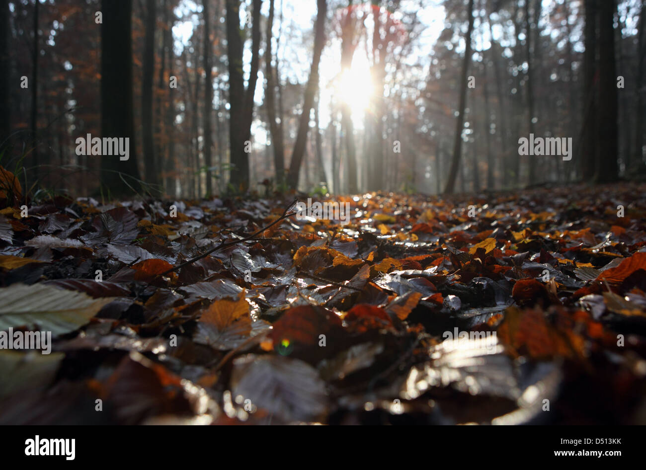 Nuovo Kätwin, Germania, foglie di autunno giacente a terra sotto il sole Foto Stock