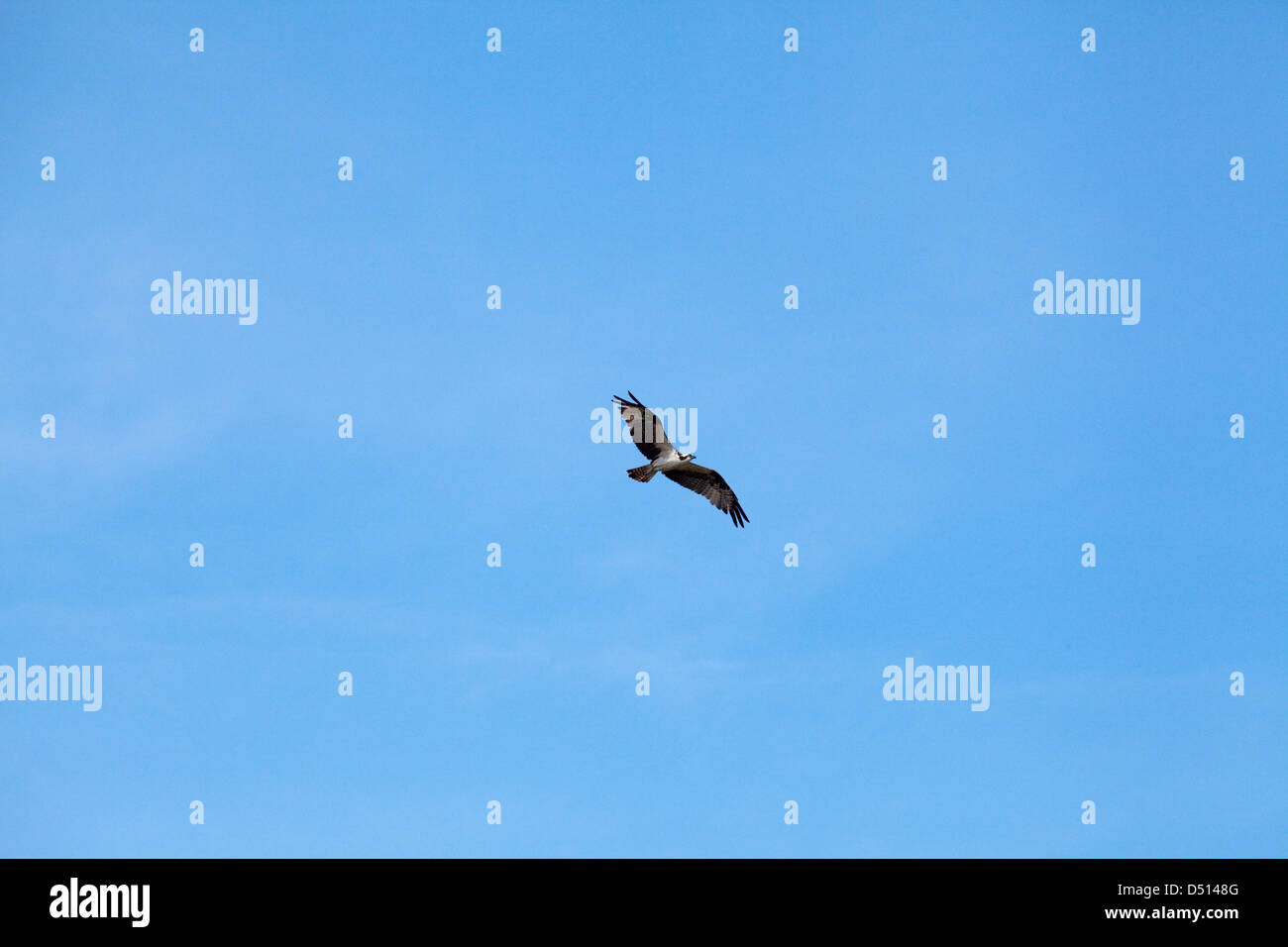 Falco pescatore (Pandion haliaetus). Volo sopra il fiume Rupununi. La Guyana. Foto Stock
