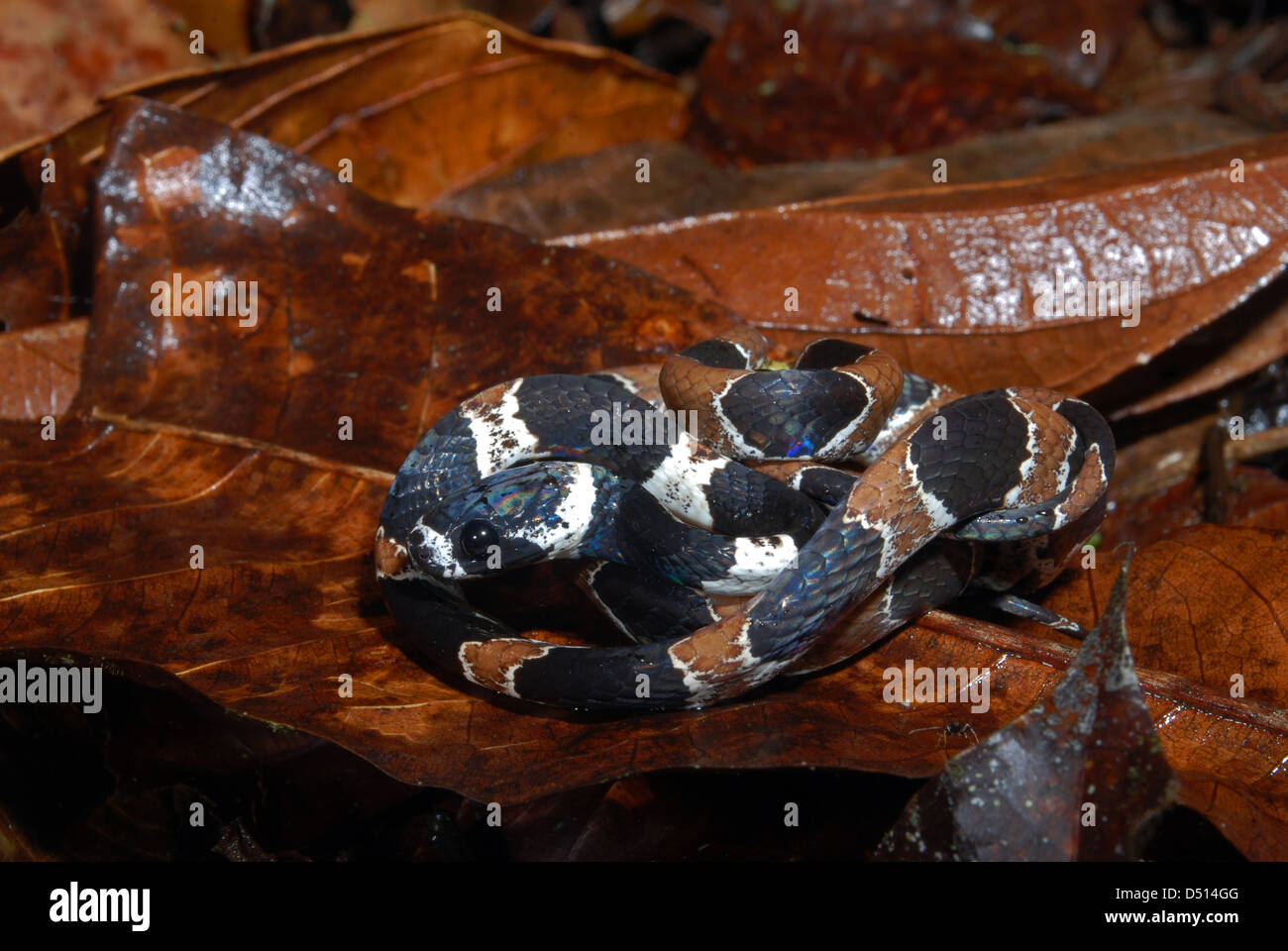 Ornato lumaca-eating Snake (Dipsas catesbyi), Manu Learning Center, Perù Foto Stock