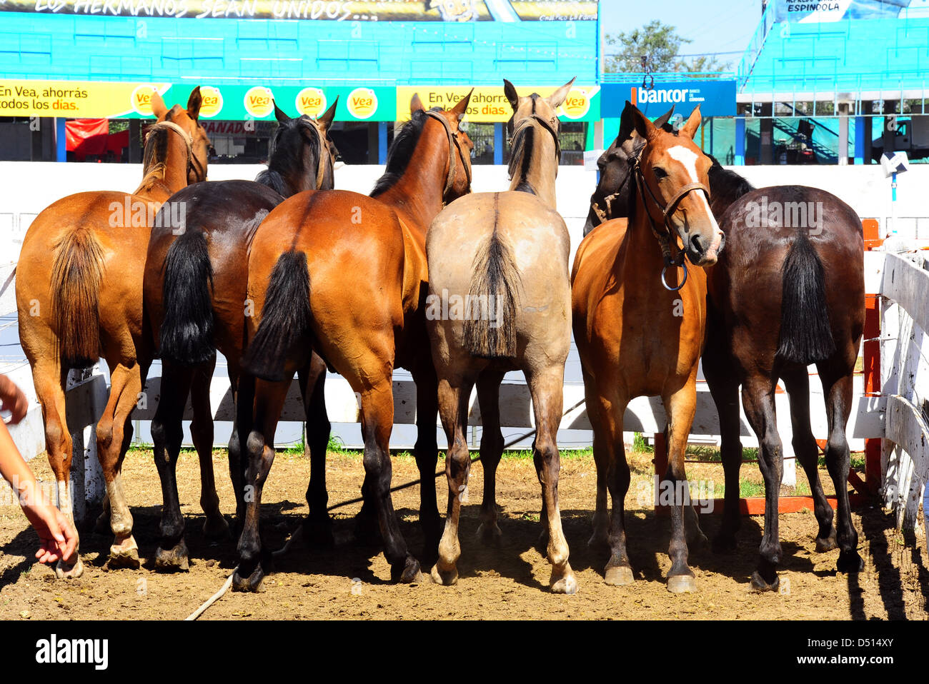 Gesù Maria, Argentina, i cavalli sono legati a fianco a fianco Foto Stock
