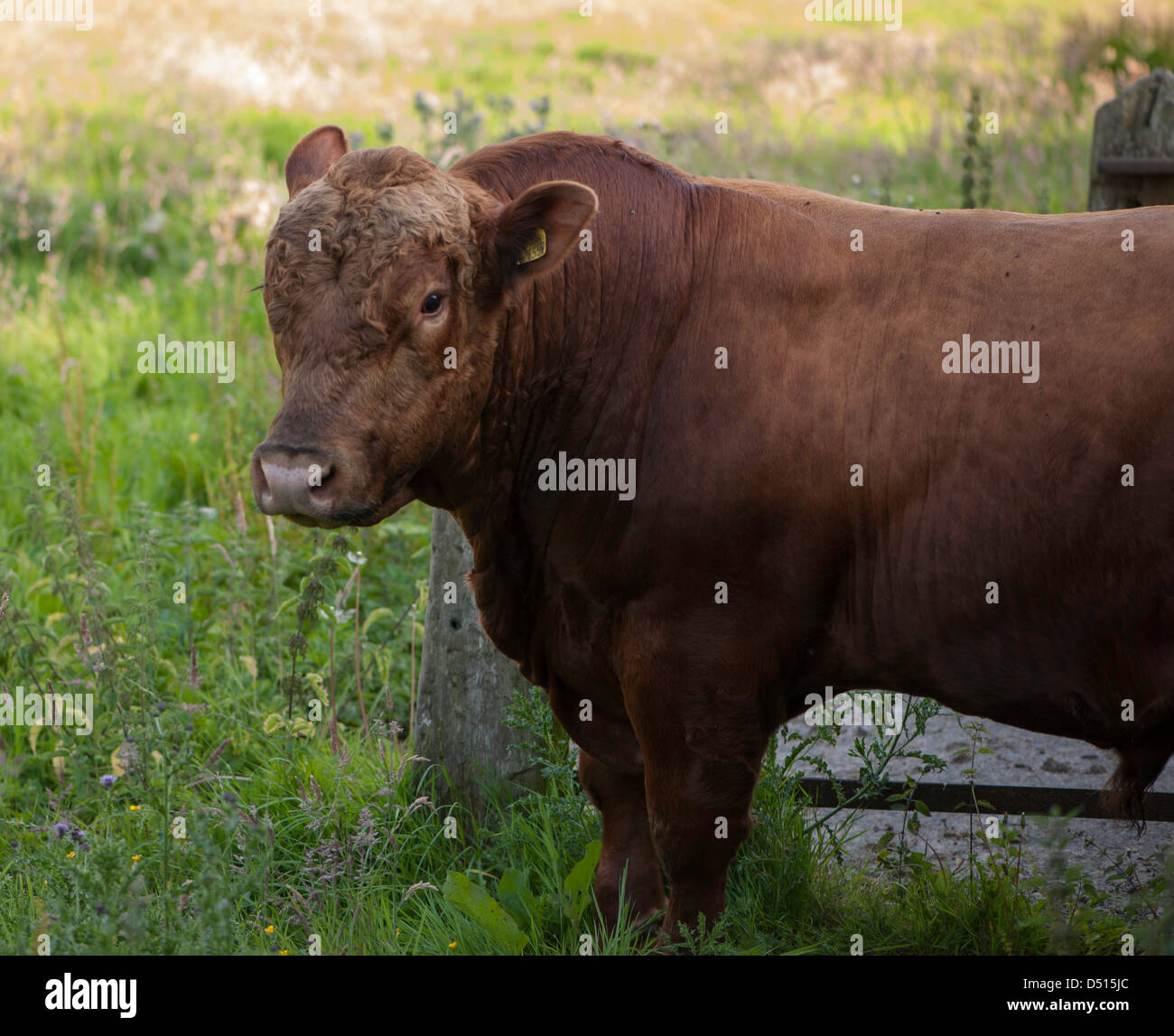 Grandi bull in campo con fiori selvatici Foto Stock