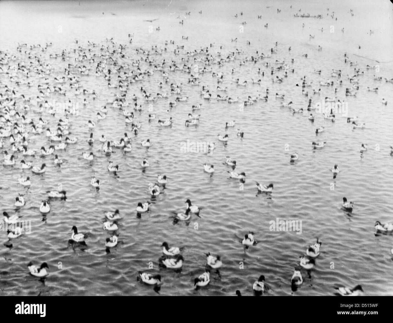 Cape Pigeons sono mostrati a galla vicino alla Georgia del Sud, parte della regione esplorata durante la storica spedizione antartica di Ernest Shackleton. L'immagine cattura gli uccelli marini nel loro ambiente naturale durante questo viaggio iconico. Foto Stock