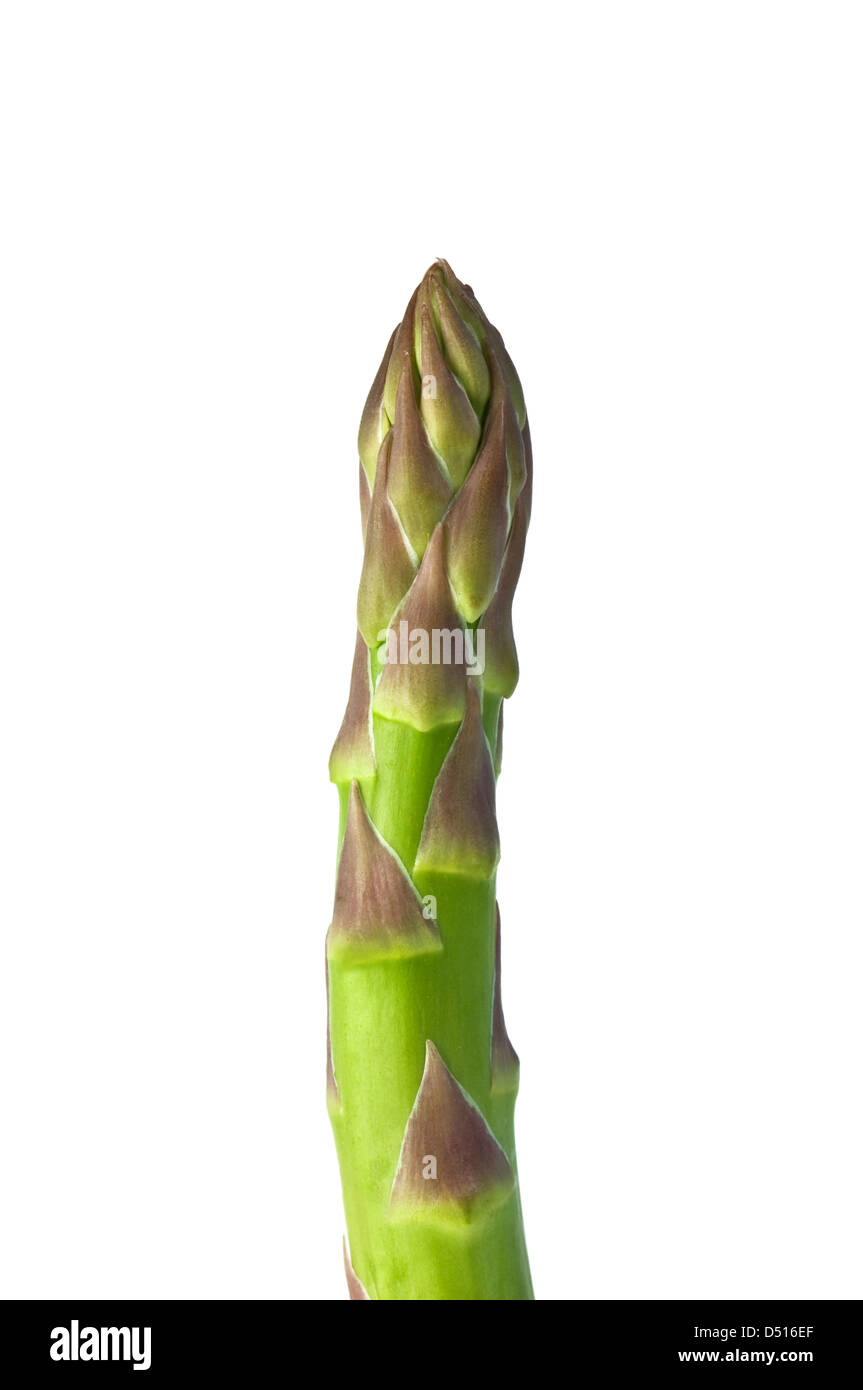 Singola molla asparagi isolato su bianco Foto Stock