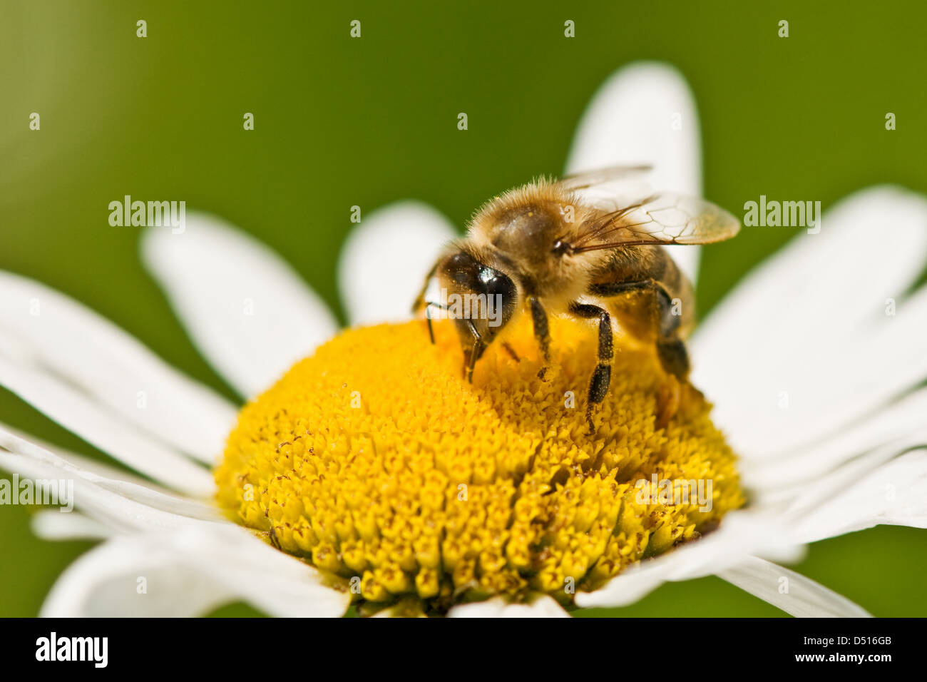 Lavorando ape su camomilla closeup Foto Stock