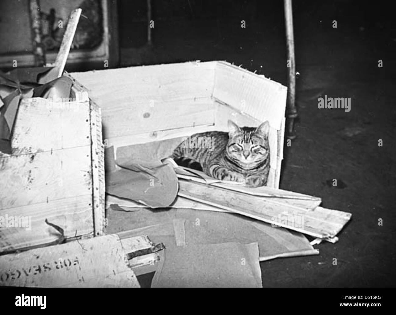 "Whisky" il gatto, pet e mascotte di HMS Duca di York Foto Stock