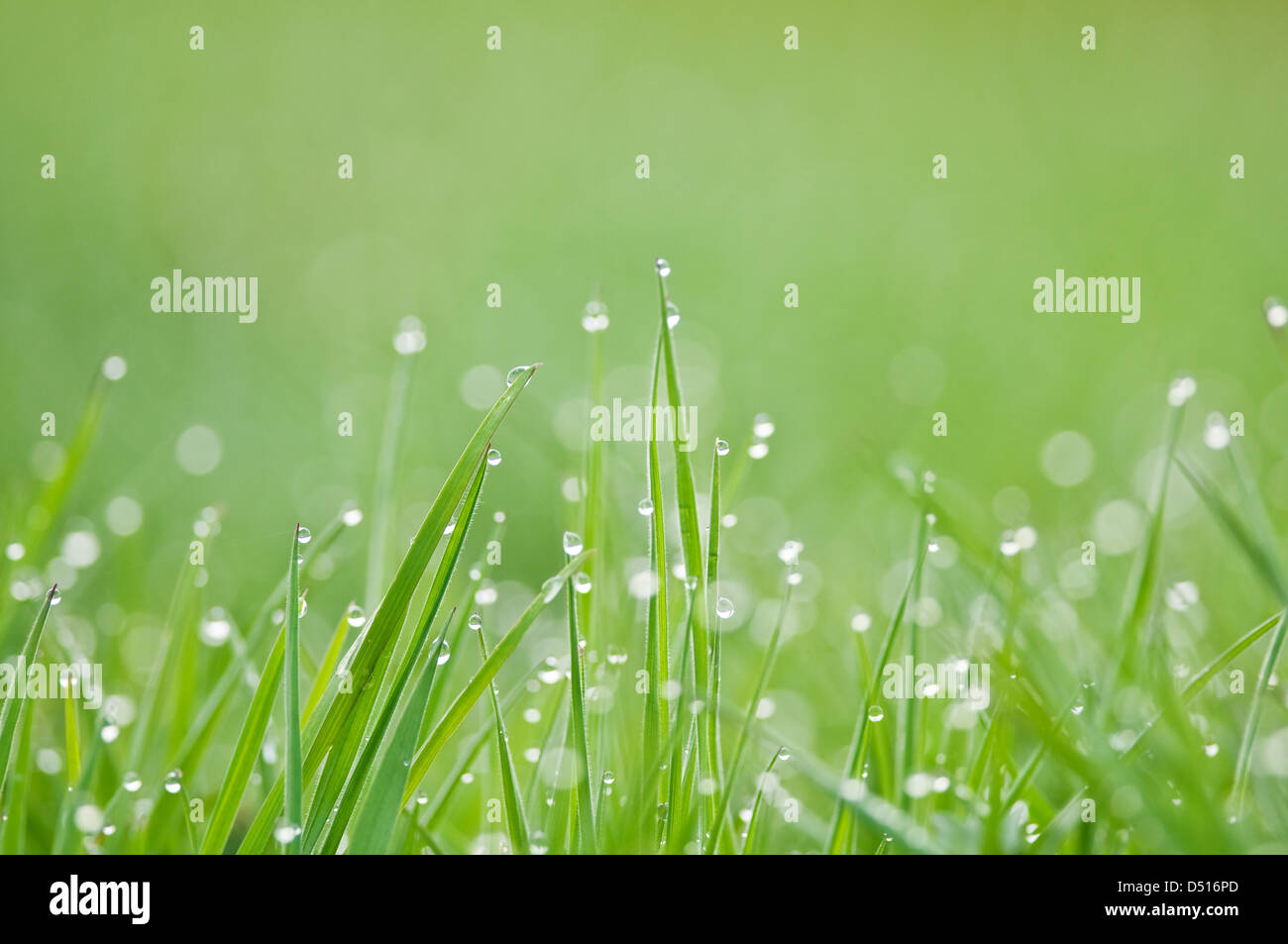 Erba verde con wet closeup Foto Stock