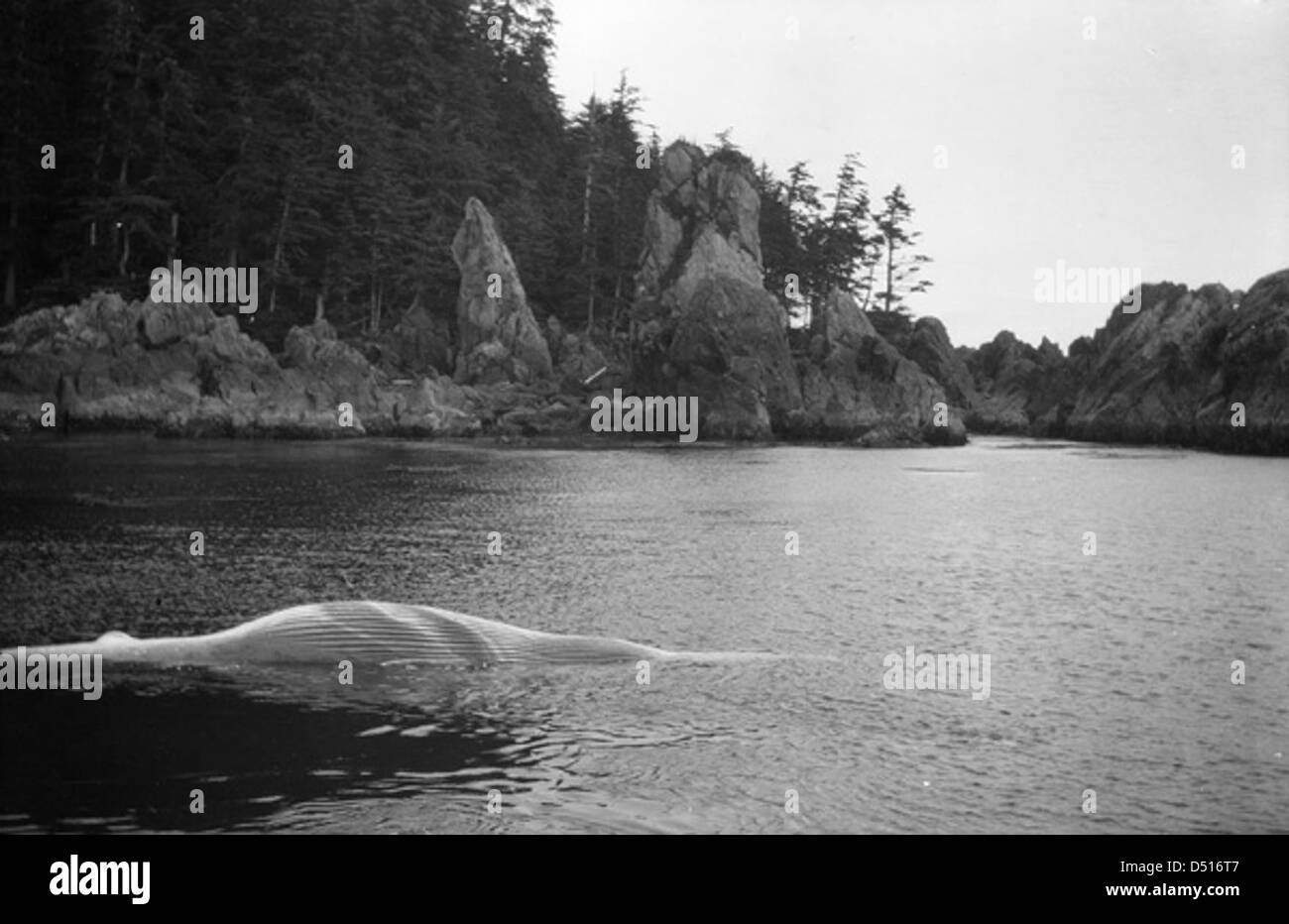 Una fotografia che mostra una balena deceduta nel porto di Naden, le isole Queen Charlotte, che mette in evidenza sia la bellezza naturale che le sfide affrontate dalla vita marina della regione. Foto Stock