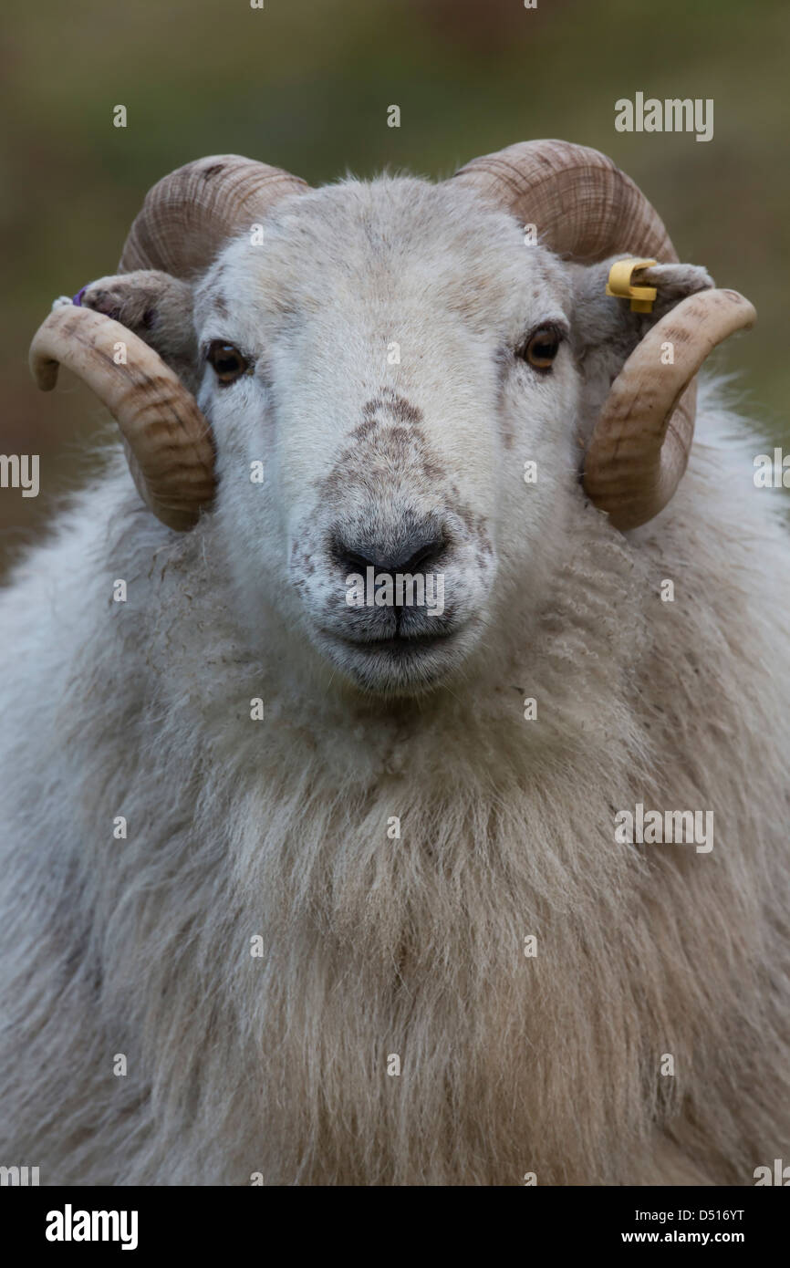 Il Gallese le pecore di montagna, ram, Wales, Regno Unito Foto Stock