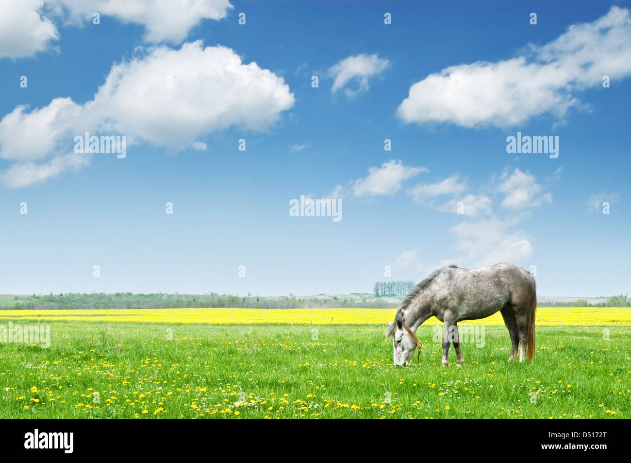 Cavallo grigio sul prato di fiori Foto Stock
