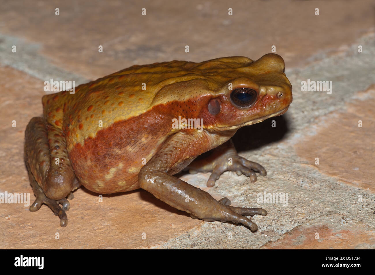 A FACCE LISCE o il rospo maculato Rhaebo (Bufo) guttatus. Foto Stock