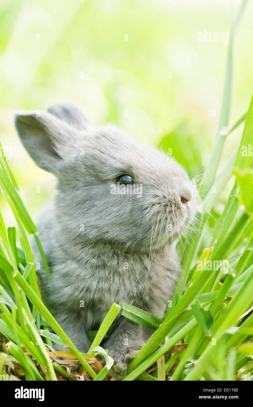 Coniglio grigio di erba in primo piano Foto Stock