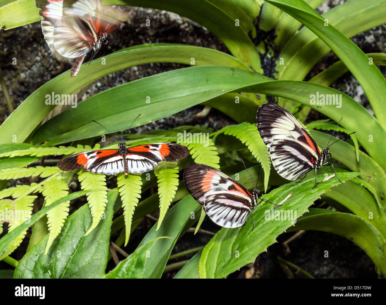 Heliconius pennello colorato-footed butterfly Foto Stock