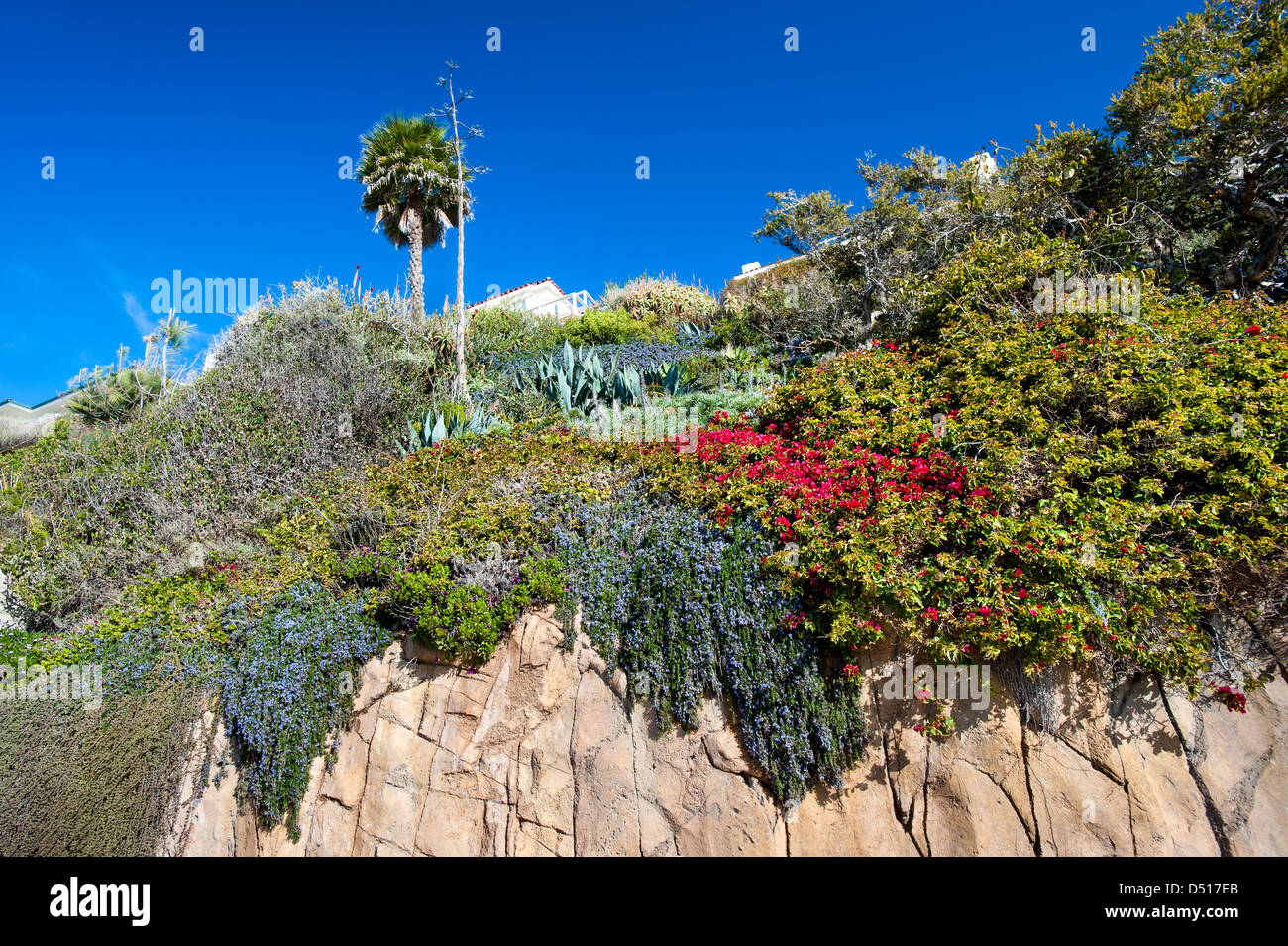 Una rupe di arenaria lungo la Laguna Beach California mostra blooming, vibranti fiori che crescono verso il basso il bacino Foto Stock