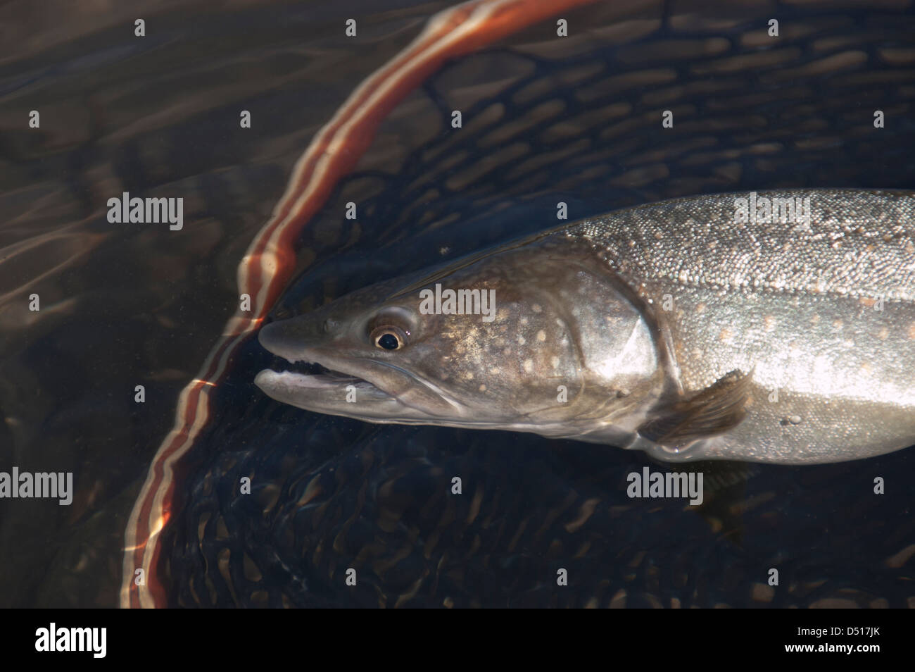 Bull Trota - Salvelinus confluentus, Elk River, British Columbia. Pronto per essere rilasciato dalla guida. Foto Stock