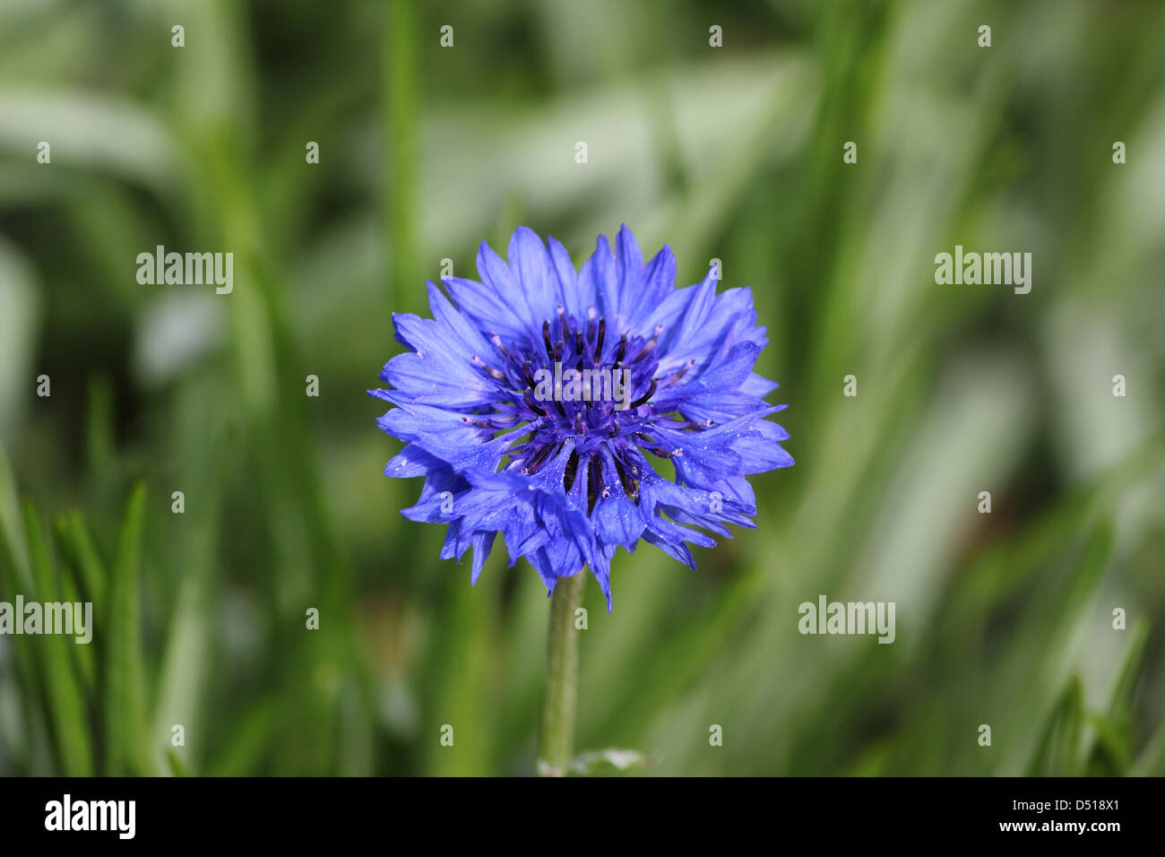 Un bel blu pulsante Bachelor fiore. Foto Stock