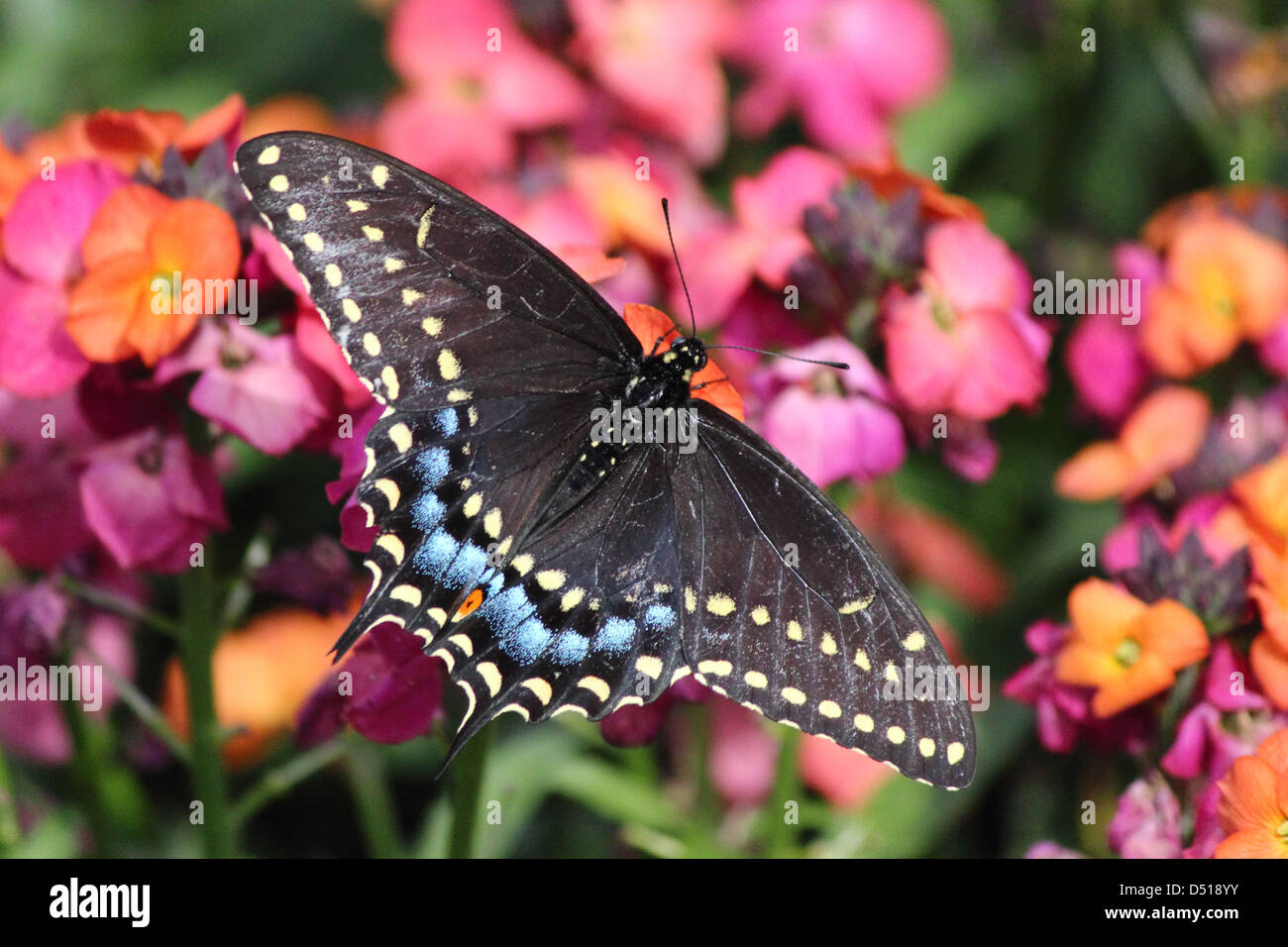 Un colorato tigre orientale a coda di rondine di alimentazione a farfalla su un fiore Foto Stock