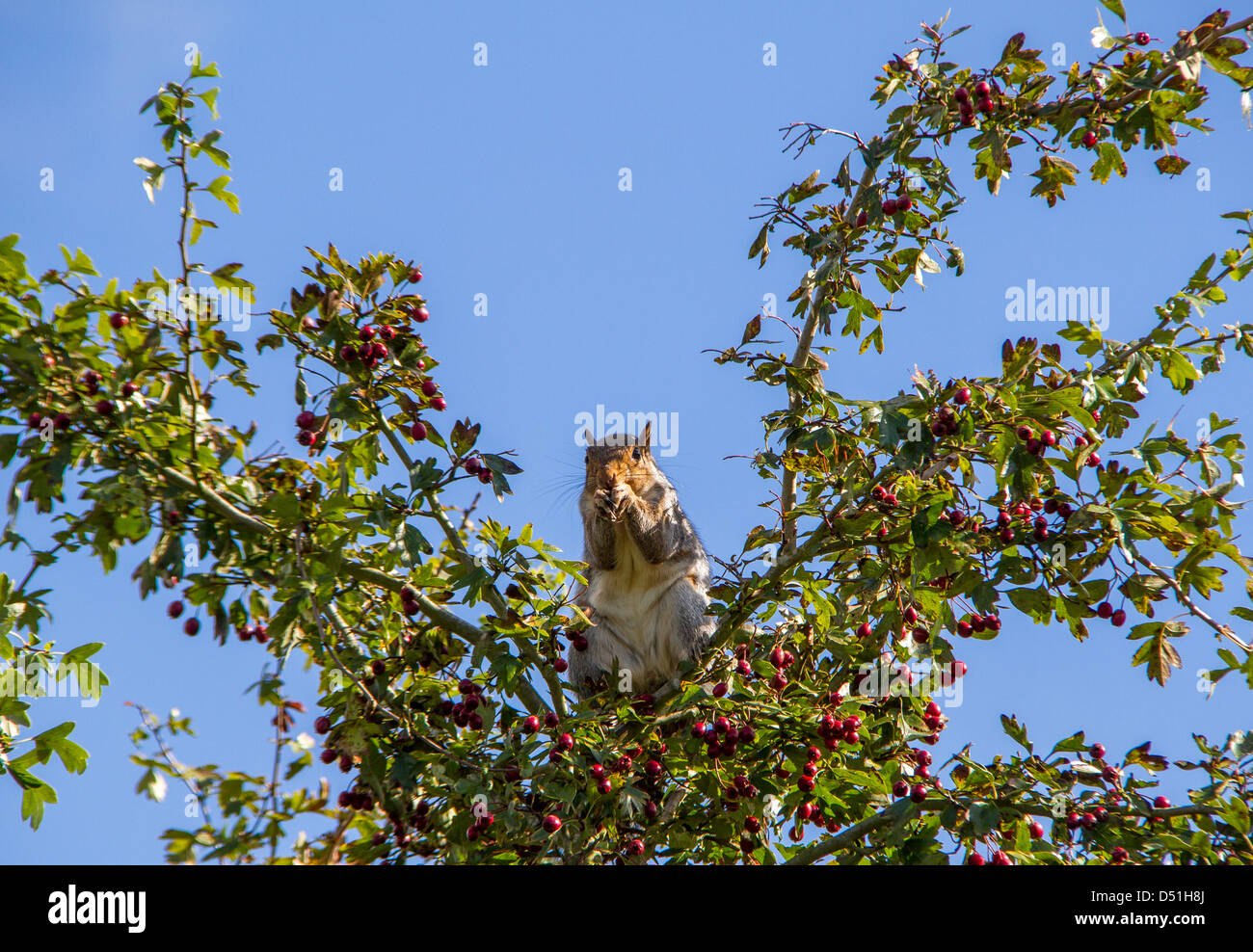 Lo scoiattolo di mangiare i frutti di bosco in una struttura ad albero. Foto Stock