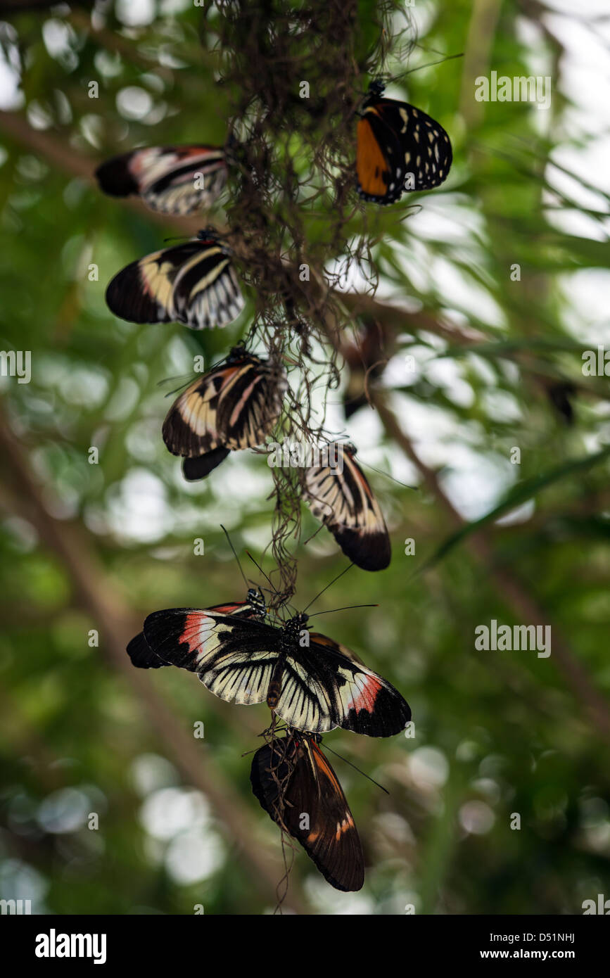 Butterfly giorno-volo gli insetti lepidotteri Heliconius animale Foto Stock