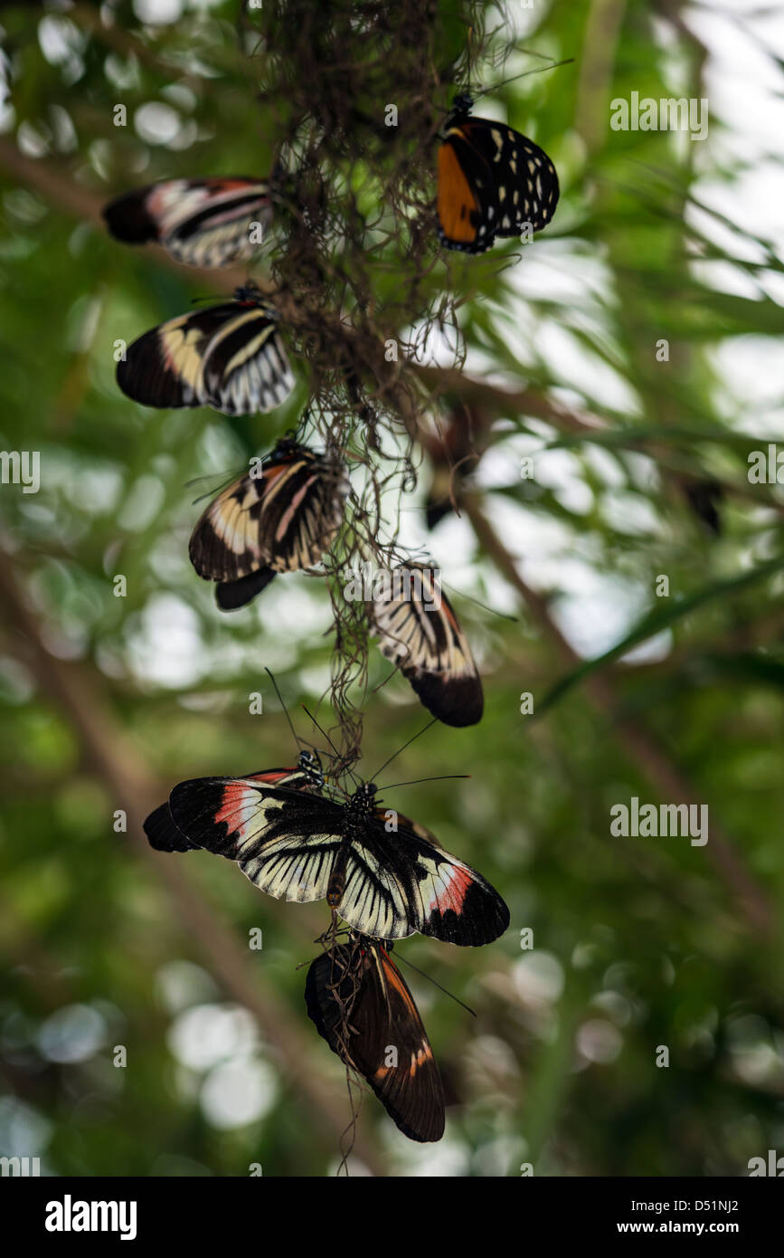 Butterfly giorno-volo gli insetti lepidotteri Heliconius animale Foto Stock