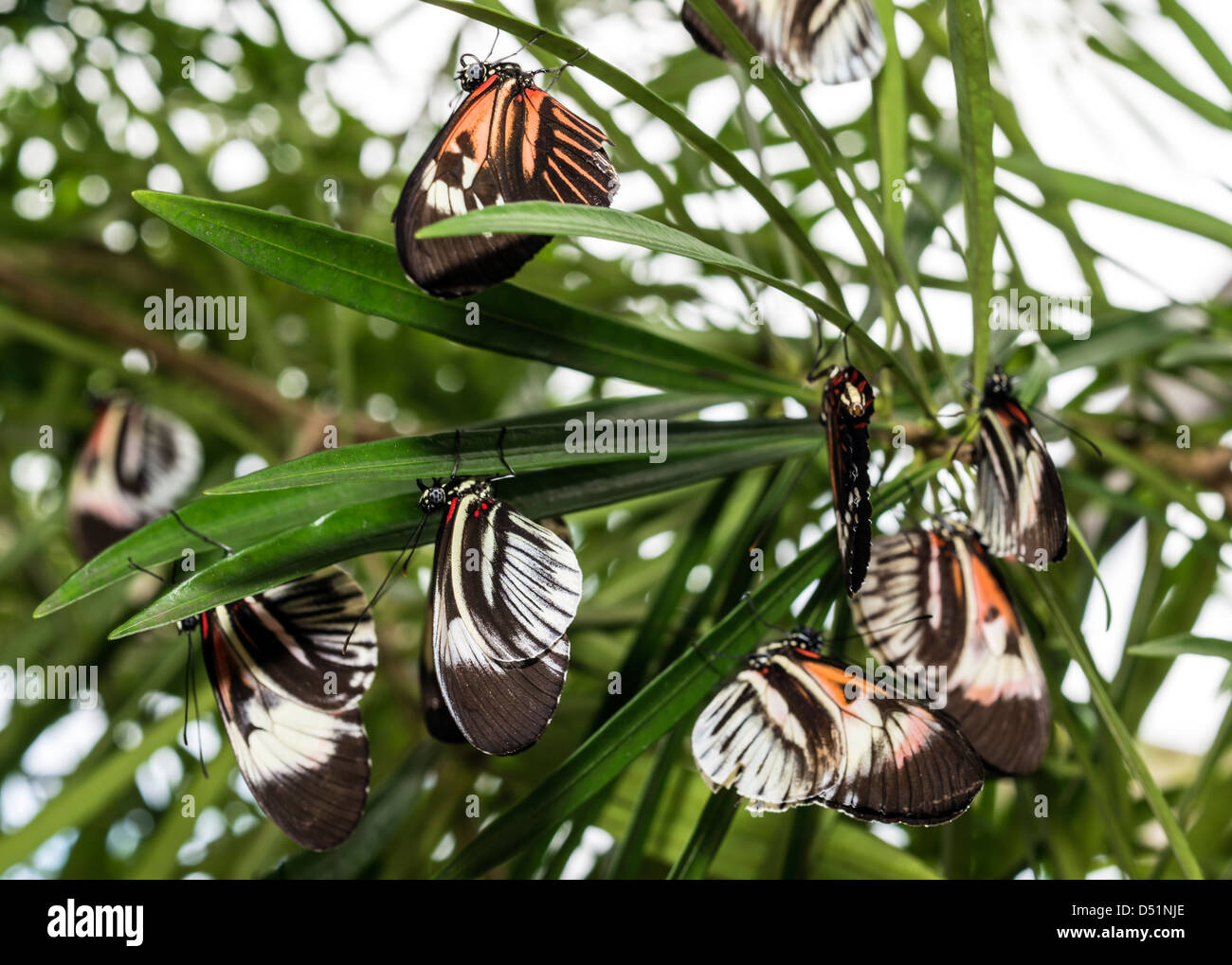 Butterfly giorno-volo gli insetti lepidotteri Heliconius animale Foto Stock