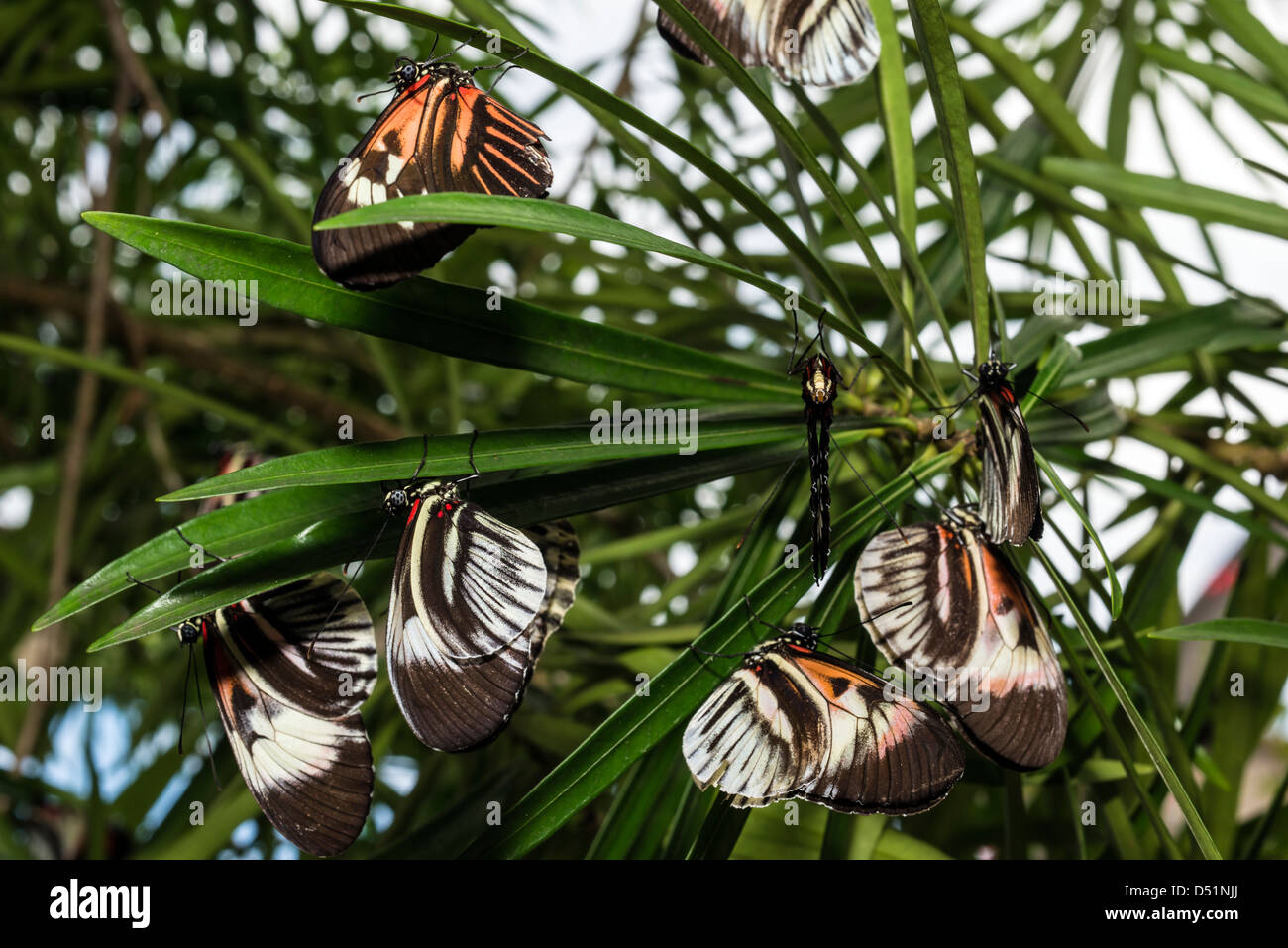 Butterfly giorno-volo gli insetti lepidotteri Heliconius animale Foto Stock
