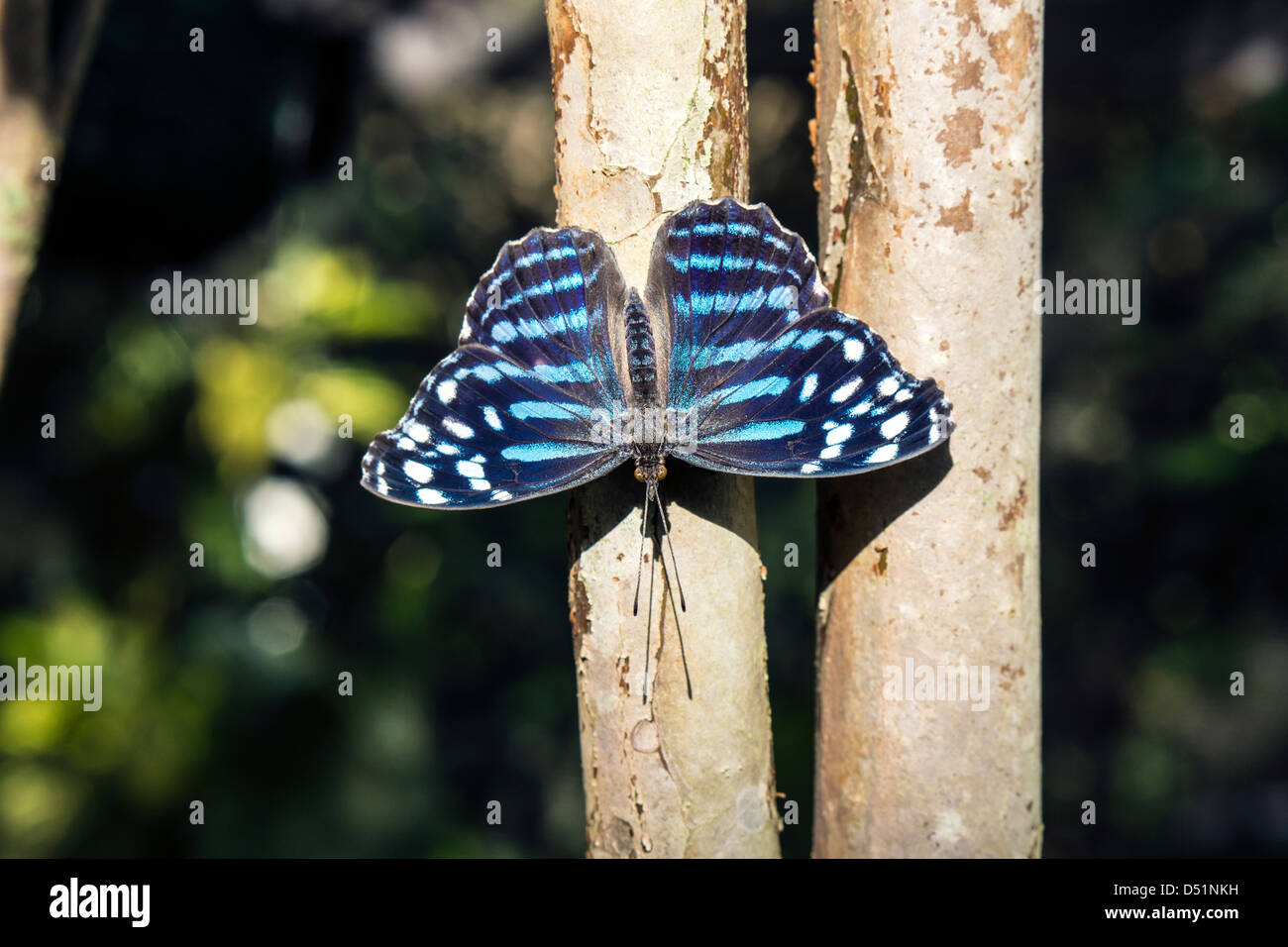 Butterfly giorno-volo gli insetti lepidotteri animale Onda Blu Foto Stock