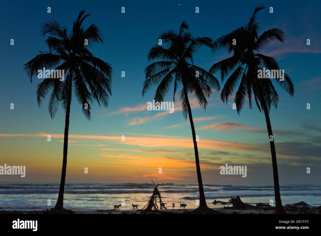 Cani attendere surfer da palme sulla Playa Guiones spiaggia al tramonto, Nosara, Nicoya peninsula, provincia di Guanacaste, Costa Rica Foto Stock