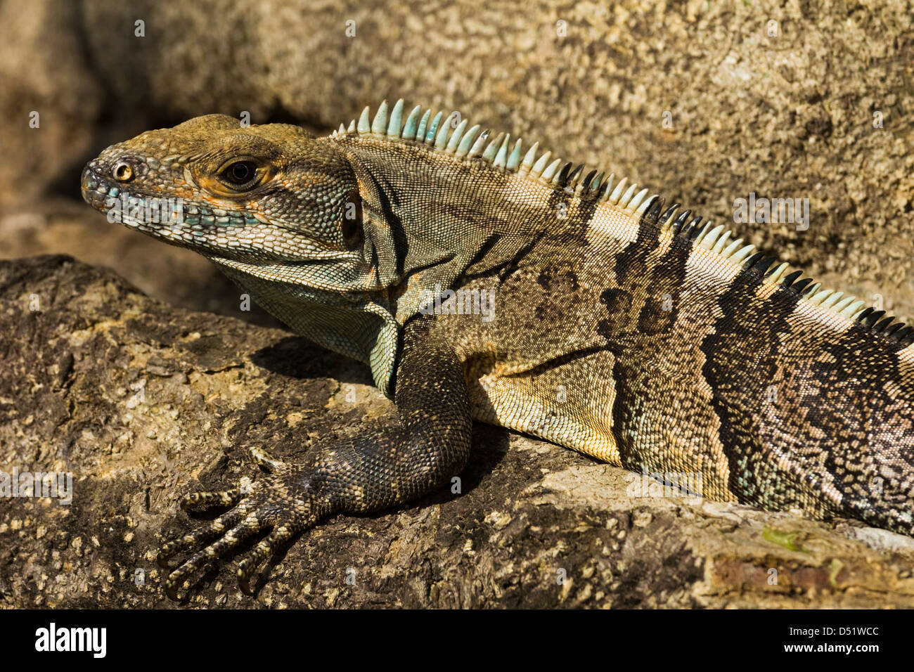 Nero (Ctenosaur Iguana Negra), una lucertola endemica, vicino a Playa Guiones, Nosara, Nicoya peninsula, provincia di Guanacaste, Costa Rica Foto Stock